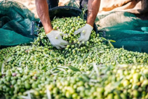 ΕΛΑΙΟΔΙΧΤΟ 6Χ12 90gr (04.20.6012) ΠΑΡΕΛΚΟΜΕΝΑ - ΑΝΑΛΩΣΙΜΑ ΕΛΑΙΟΔΙΧΤΟ 6Χ12 90gr (04.20.6012) ΠΑΡΕΛΚΟΜΕΝΑ - ΑΝΑΛΩΣΙΜΑ