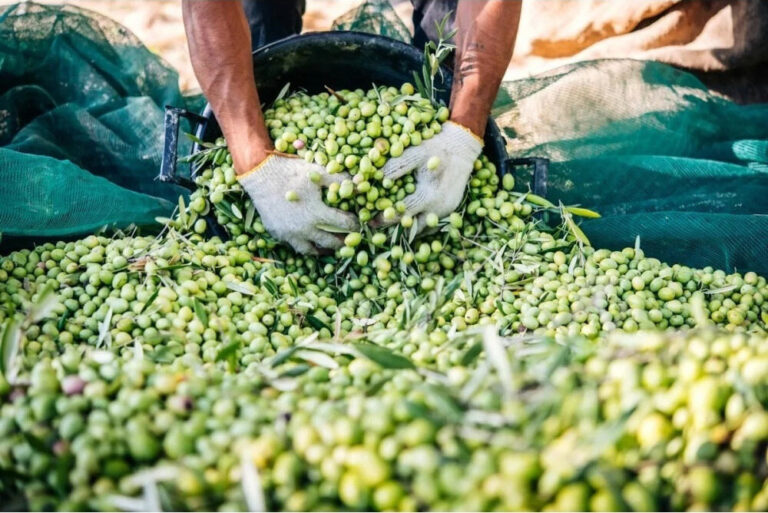 ΕΛΑΙΟΔΙΧΤΟ 6Χ12 90gr (04.20.6012) ΠΑΡΕΛΚΟΜΕΝΑ - ΑΝΑΛΩΣΙΜΑ ΕΛΑΙΟΔΙΧΤΟ 6Χ12 90gr (04.20.6012) ΠΑΡΕΛΚΟΜΕΝΑ - ΑΝΑΛΩΣΙΜΑ